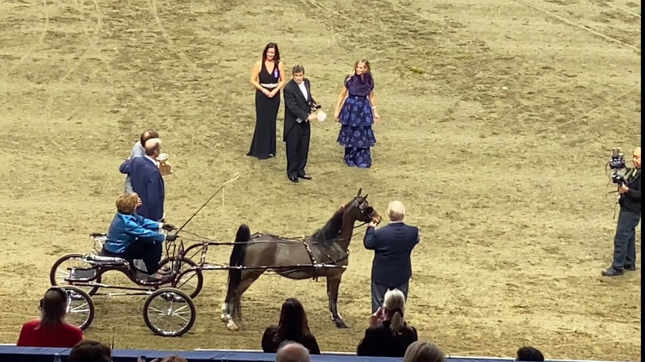 Hackney Harness Pony Carriage Driving The Royal Agricultural Winter Fair 2024 Horse Show