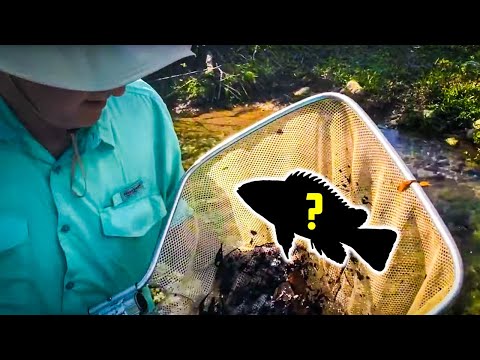 Catching WILD AMAZON FISH for My Aquarium!