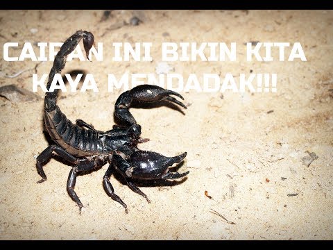 SPb memperlakukan impotensi Secara online menyebalkan kontol kecil lemak