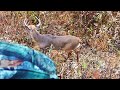 SHE S A KILLER Evianna S 8 Point Buck 2024 Pennsylvania Deer Hunting Grunting Snort Wheeze Call