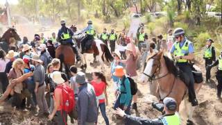 16 - Horses charging Jan 12th - various