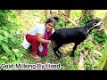 Village Goat Milking Goat Milking By Village Pretty Girl