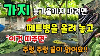 가지 늦가을까지 따려면 페트병을 올려놓고 잎을 꾸준히 따주면 주렁주렁 가지가 달려요 #가지키우기