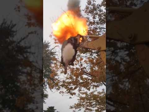 GIANT Bald Faced Hornets Nest  Vs Black Powder Cannon strapped to Backhoe