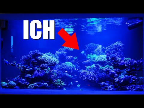 Vom 34.000L Riff ins Wohnzimmer! 840 Liter Kundenaquarium braucht neue Korallen!