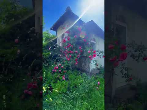 Proprietate Submontană cu Potențial deosebit: Casă și Teren 1.749 mp cu Livadă — Video