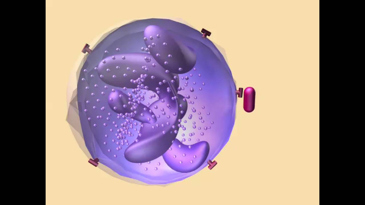 VIRAL ECOLOGY - YouTube
