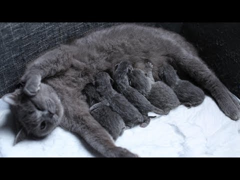 British Shorthair Cat giving birth of 5 babies 4K