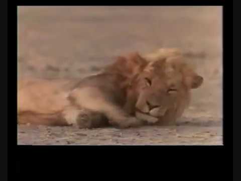 RDVideo - Derek and Beverly Joubert Documentary - Lions and eternal enemy Hyenas