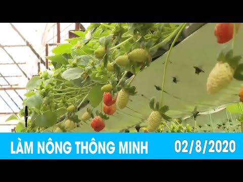 Làm Nông Thông Minh 02/07/2020: Vườn dâu tây đỏ mọng nhờ tưới vỏ trứng gà, sữa tươi