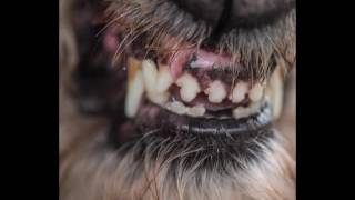 Blanck Mass - The Rat