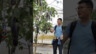 Download lagu Grafting Eggplant With Tekokak #amazing #grafting #facts mp3 Download lagu Grafting Eggplant With Tekokak #amazing #grafting #facts mp3