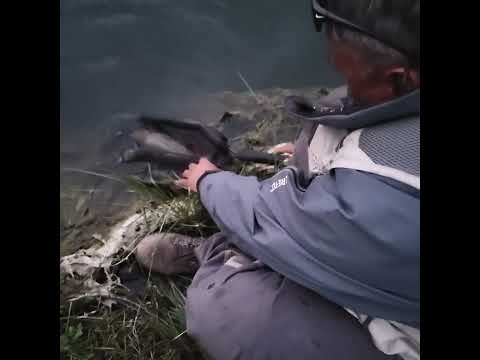 Pescando con una Orange Killer Nymph, Río Pico, Chubut, Patagonia Argentina, Diciembre 2023.