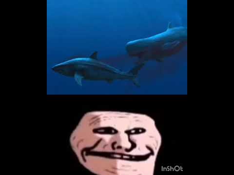 livyatan vs megalodon|sigma carnivore whale vs fat shark|#livyatan#meg#1v1#edit#shorts