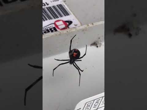 Surprise Spider found in Rodent Bait station in Toms River, NJ