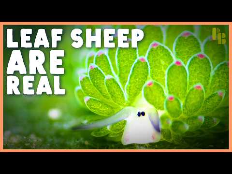 These Sea Slugs Are Thieves