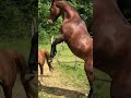 Nadir des Galiniers Cheval Pure Sang Arabe 3 ans