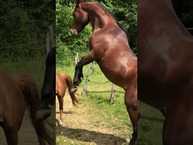 Nadir des Galiniers Cheval Pure Sang Arabe 3 ans