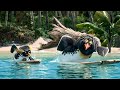 Cody Lani Big Z S Ultimate Surf Session Surf S Up
