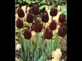 andres calamaro - vargas blues band - amapola ...
