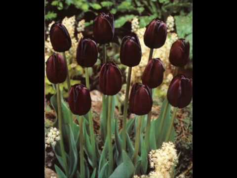 Amapola Negra video