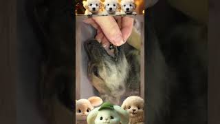 Mangoworm Removal Compilation, Rescue Dog Mangoworms, Vet Mangoworm Treatment ❤️