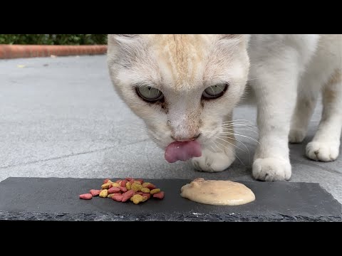 DRY VS WET FOOD, What does CATS like MOST? | Feeding Stray Cats in Singapore