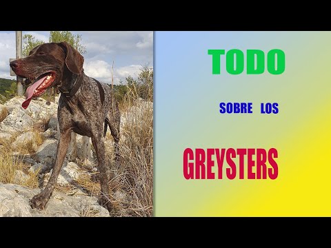 🐶🐶🐶 GREYSTER características de los perros de MUSHING