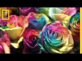 See How Valentine S Day Roses Make It From Ecuador To You National Geographic