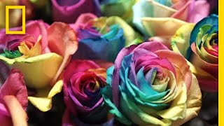 See How Valentine’s Day Roses Make It From Ecuador to You | National Geographic