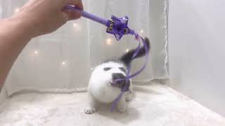 スコティッシュフォールドの動画01