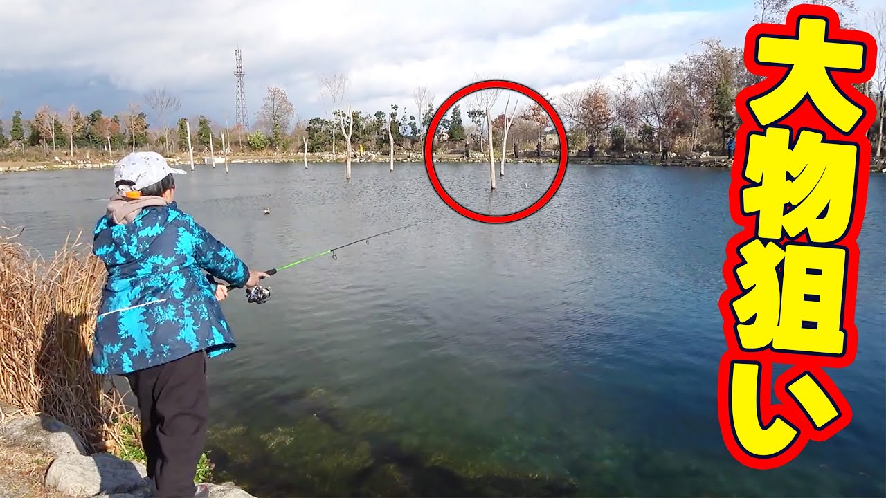 池の真ん中の木にデカい魚がいるらしい。