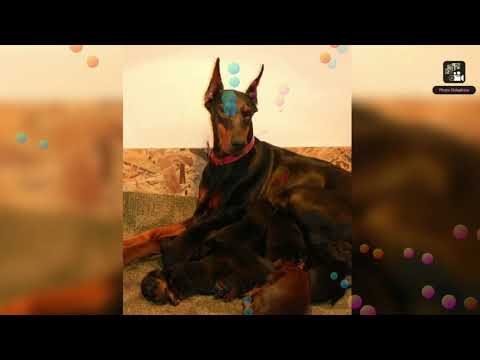European Doberman puppy 9560013600
