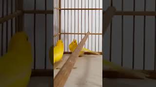 Download lagu Kicauan Burung Kenari Kawin!#shorts mp3 Download lagu Kicauan Burung Kenari Kawin!#shorts mp3