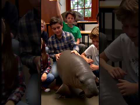 Descobrindo o Peixe-Boi