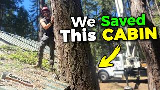These HUGE TREES Were DESTROYING This Cabin!