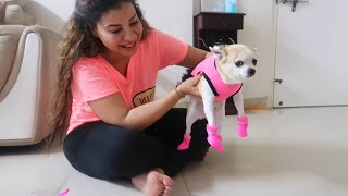 Download lagu Funny Chihuahua Tries Shoes For The First Time | Ss vlogs :-) mp3