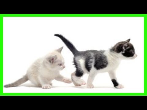 Are there behavior differences between male and female cats?
