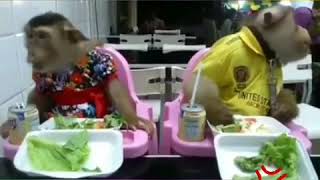 Download lagu Lawak minang monyet lucu mp3 Download lagu Lawak minang monyet lucu mp3