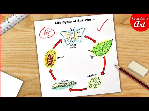 Life Cycle of Silk Worm Diagram Drawing / science project poster chart easy
