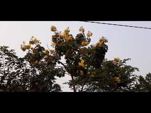 Mai hoa đăng nhà tôi đó