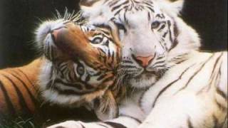 The Flock - Tired of waiting