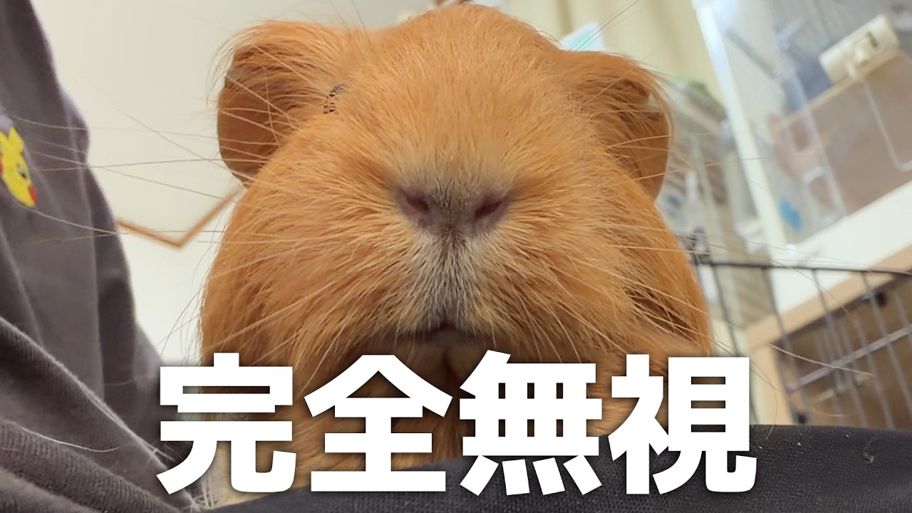 モルモットが全く水を飲みません...（健康です）