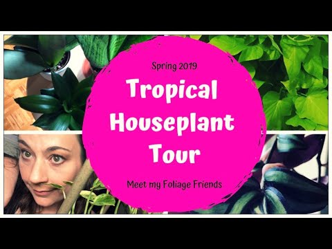Tropical Houseplant Tour | Spring 2019 - Part 1