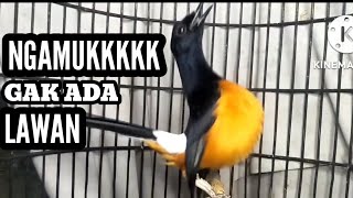 Download lagu MURAI SUPER NGAMUK | 100% Bikin LAWAN Terpancing EMOSI mp3 Download lagu MURAI SUPER NGAMUK | 100% Bikin LAWAN Terpancing EMOSI mp3