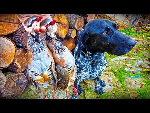 PERDICES SALVAJES un gran ejemplo de SUPERVIVENCIA