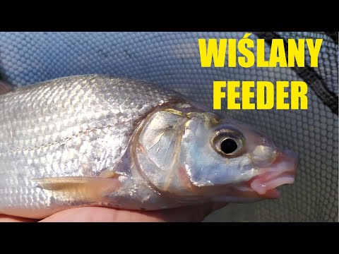 Rzeczny Feeder na dużym uciągu, Wisła odc.22