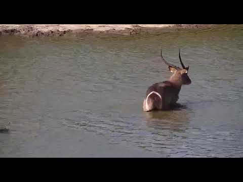 Djuma: Two Waterbuck bulls-Pt:2 - 10/14/20