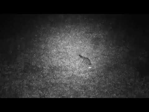 Djuma: Genet out hunting - 22:07 - 10/08/20
