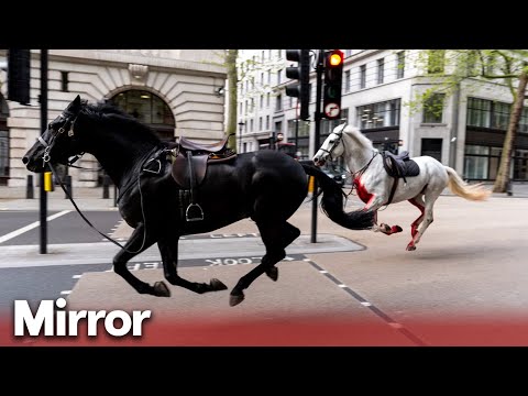 Cavalry horses run loose in London covered in blood